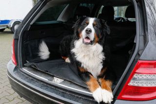 Kofferraumschutz Decke für Hunde mit Seitenschutz 170 x 155 cm in Schwarz