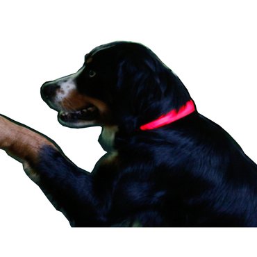 LED Leuchthalsband für Hunde - LED Hundehalsband in unterschiedlichen Längen